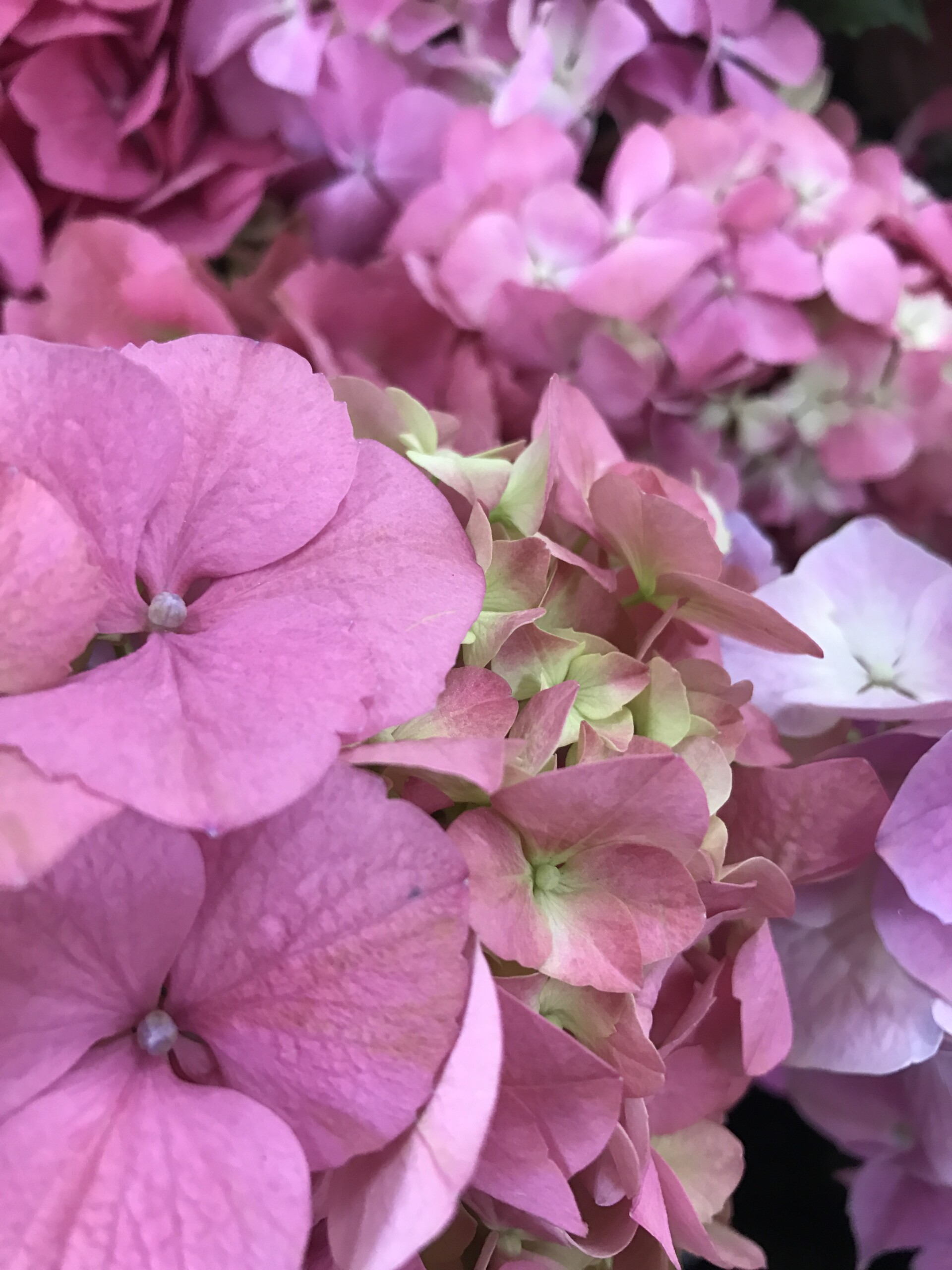 Hydrangea Flowers