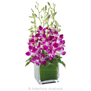 Violetta